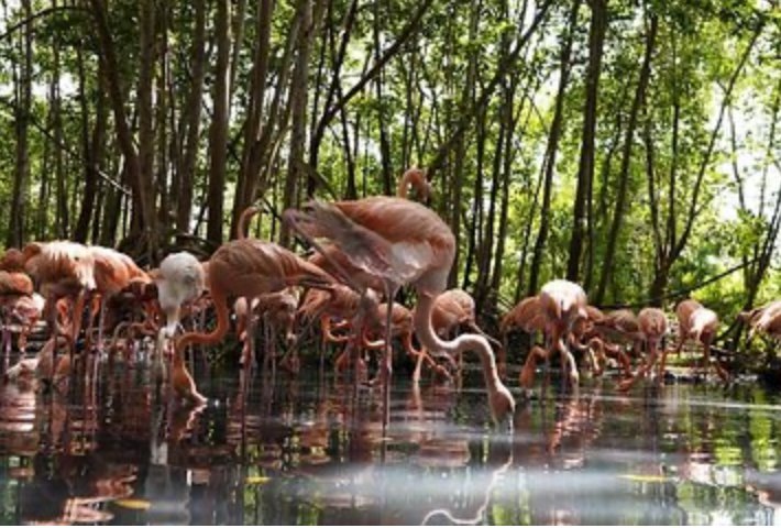 Flamencos Aviario