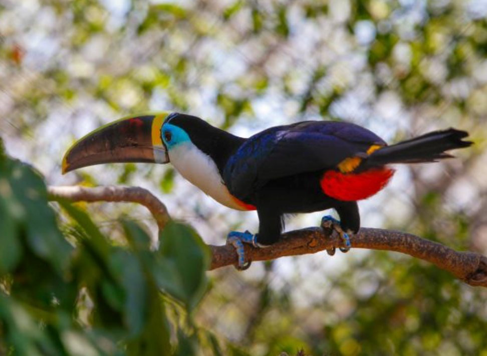 Tucán Aviario